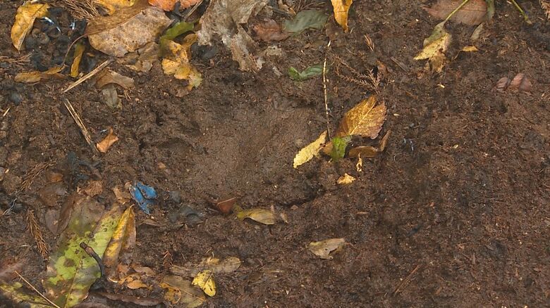 牛舎近くにあったクマの足跡