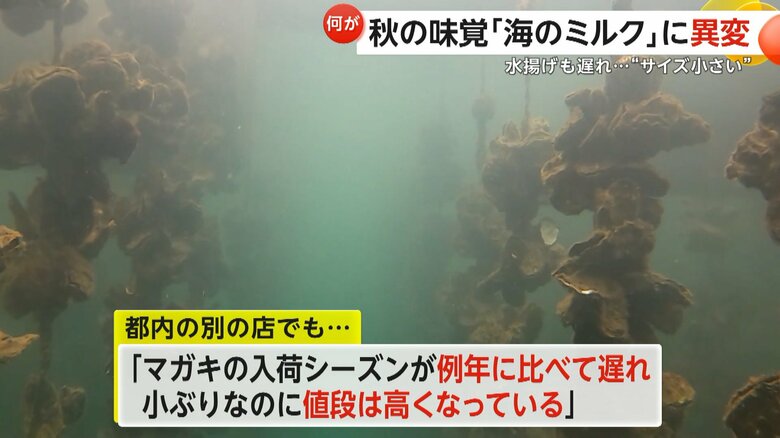 異変が起きている秋の味覚・カキ