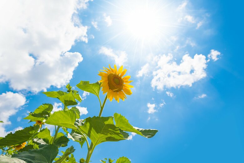 【女の子】「陽葵」が2年ぶりに1位に返り咲いた