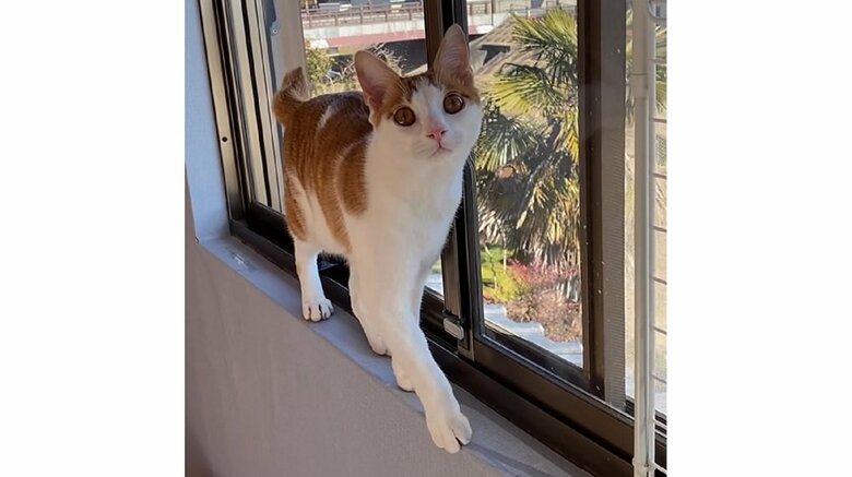 一番よく逆立ちを披露するという窓際