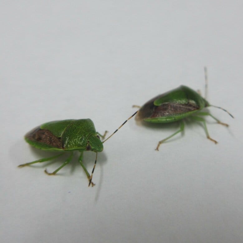 チャバネアオカメムシ（提供：新谷さん）