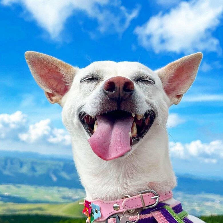 提供：柴犬ハル&雑種すずさん