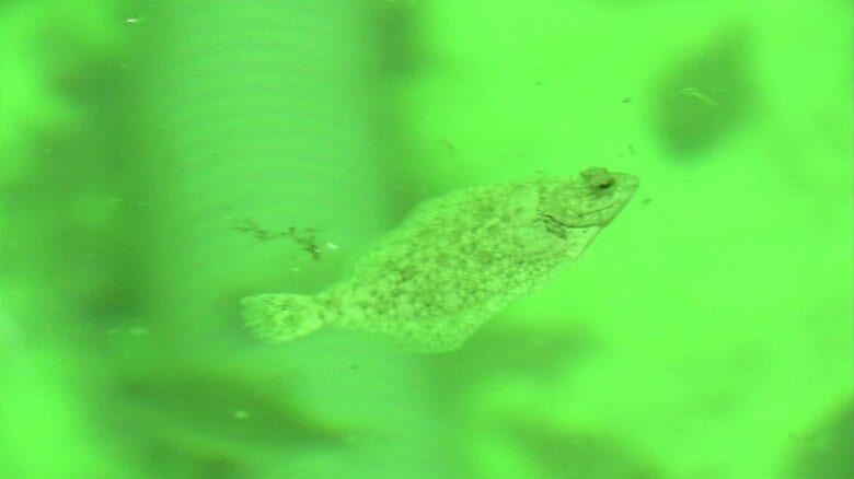 マコガレイの稚魚