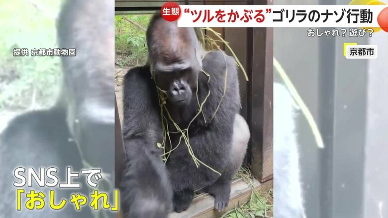 おしゃれをしているように見えるゴリラ