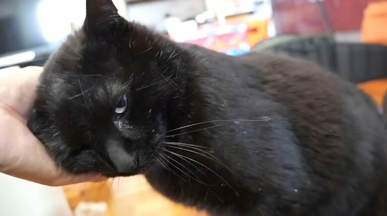 頭をスリスリしてくる