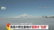極寒訓練中の南極で野生動物に“包囲された”ニュージーランド軍部隊…思わぬ訪問者に隊員も「なんてこと」