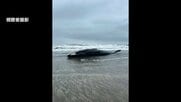 体長17メートルのクジラ漂着　ナガスクジラか　台風接近で撤去見送り、立ち入り注意呼びかけ　千葉・匝瑳市