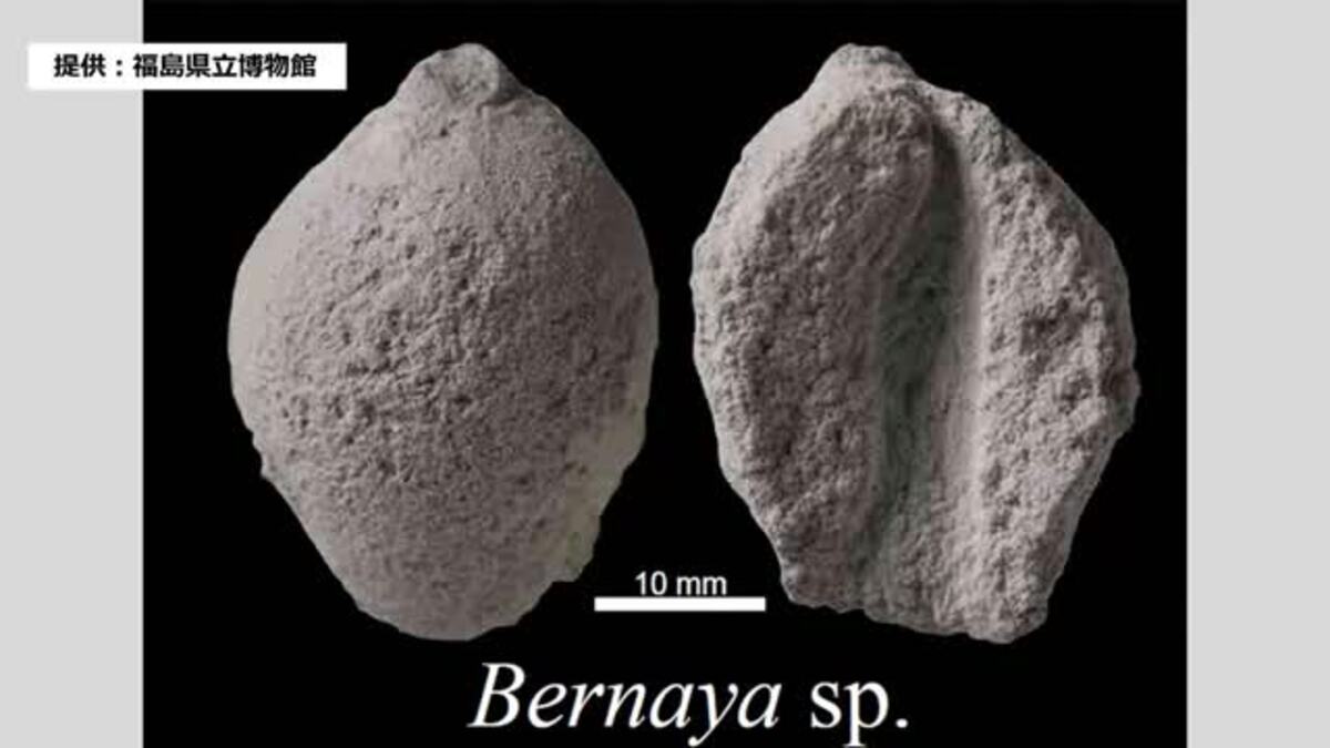 甲殻類との攻防激化前か…東アジア最古のタカラガイ化石発見＜福島県