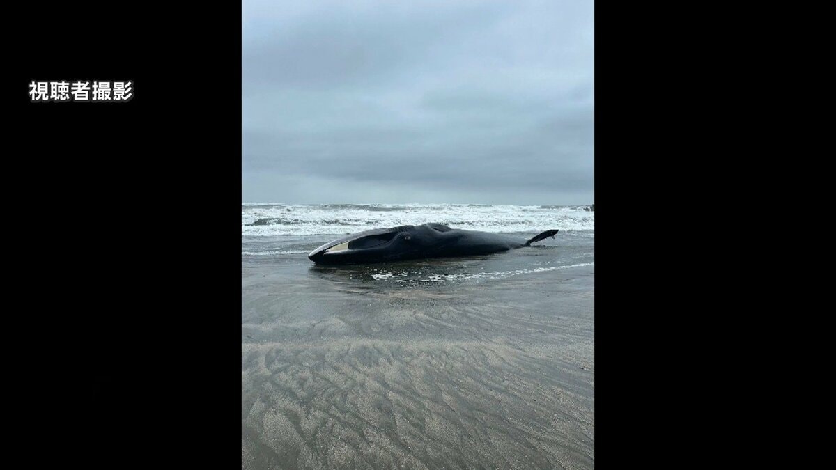 体長17メートルのクジラ漂着 ナガスクジラか 台風接近で撤去見送り