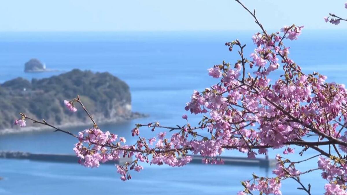 宮崎・日南市が魅せる“早咲き桜のリレー” 12月末から2月まで「日南寒咲