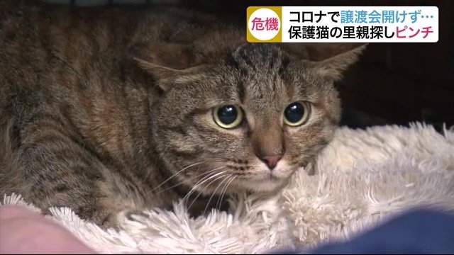 捨てネコを殺処分から救えない！」新型コロナでネコの里親探しが難航 