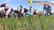 有機農業の田んぼで草むしり体験　白山市の小学5年生69人が農家の苦労を実感
