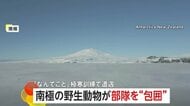極寒訓練中の南極で野生動物に“包囲された”ニュージーランド軍部隊…思わぬ訪問者に隊員も「なんてこと」