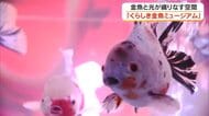 “推し金魚”見つけて！４０種類・約１０００匹の金魚が泳ぐ空間が倉敷市の商業施設にお目見え　岡山