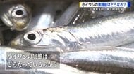 瀬戸内の初夏の味覚、小イワシが豊漁　小ぶりになったことが懸念材料　今後は漁獲量制限の対象にも【広島発】