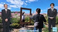 コスモスが見ごろ　暑さを乗り越え満開に　撮影スポットを新設　世羅町・香山ラベンダーの丘