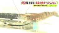 温泉の熱を利用　オニテナガエビの陸上養殖　地元の新たな特産品へ　旅館と観光客向けのメニュー開発も