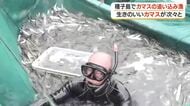 種子島でカマスの追い込み漁　生きのいいカマスが次々と