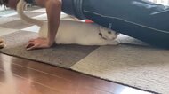 「潰さないでね」“腕立て”すると下に潜って応援する“猫コーチ”が健気…筋トレは捗ったのか聞いた
