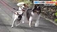 幼い頃から虐待を受けガリガリに…保護犬2匹を待っていたのは頼りがいある“先輩犬”　お散歩も優しくリード　