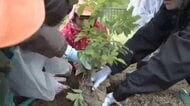 追悼施設で“どんぐりの苗木”を植樹　地元の園児94人が参加　岩手県大槌町