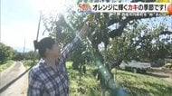 旬の柿狩り体験に和紙と漆が出会う「わしき」の世界　愛媛県西条市丹原町の秋を満喫！＃ひめさんぽ【愛媛発】