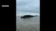 体長17メートルのクジラ漂着　ナガスクジラか　台風接近で撤去見送り、立ち入り注意呼びかけ　千葉・匝瑳市