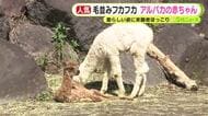 毛並みフカフカ　「ぬいぐるみみたい」　アルパカの赤ちゃんの愛らしい姿に来園者ほっこり