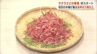サクラエビの春漁　初日の水揚げ量は前年の3倍超　条件が良くない中でも好スタート　“駿河湾の宝石”期待高まる