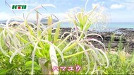 夏の海岸を彩る純白のハマユウの花【長崎県五島】