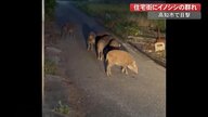 ウリ坊がエサを探してウロウロ…住宅街に現れたイノシシの群れ　出没例増加【高知発】