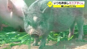 食欲旺盛 サクラ君とコロ君 足羽山公園のミニブタ【福井】