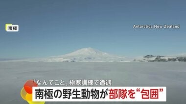 極寒訓練中の南極で野生動物に“包囲された”ニュージーランド軍部隊…思わぬ訪問者に隊…