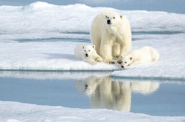 2100年に絶滅が危惧されるホッキョクグマ「野生動物が危ないときは人間も危ない」動物学者の警鐘
