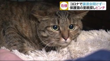 「捨てネコを殺処分から救えない!」新型コロナでネコの里親探しが難航【宮城発】