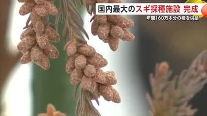 国内最大級のスギ採種施設、秋田市の製紙工場に完成　“花粉少ない”エリートツリーの量産へ