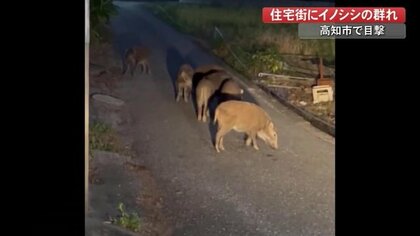 ウリ坊がエサを探してウロウロ…住宅街に現れたイノシシの群れ　出没例増加【高知発】