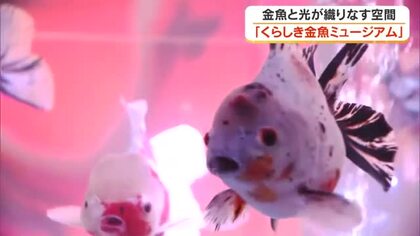 “推し金魚”見つけて！４０種類・約１０００匹の金魚が泳ぐ空間が倉敷市の商業施設にお目見え　岡山