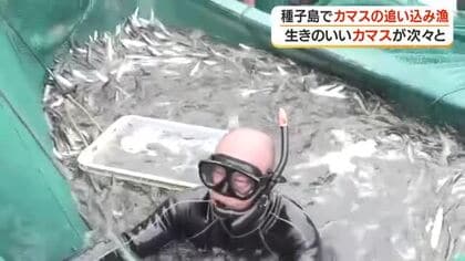 種子島でカマスの追い込み漁　生きのいいカマスが次々と