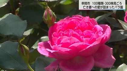 「妻の好きなバラが咲いた」多くの人に愛されるバラ園で咲き誇る　亡き妻に贈るバラ　