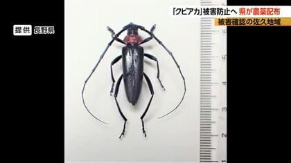 「今が勝負の時」外来カミキリ“クビアカ”が長野県内で拡大　モモやプルーンの木を食い荒らし枯らせる恐れ「伝統のある果樹の産地がなくなってしまうのは心配」　県が防除用の「農薬」を配布