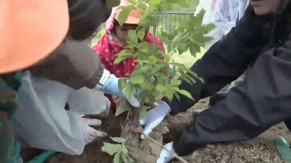 追悼施設で“どんぐりの苗木”を植樹　地元の園児94人が参加　岩手県大槌町
