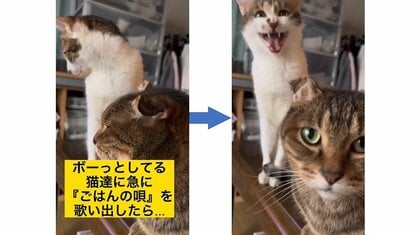 「ごはんの時間だ～よ～」飼い主の歌にボーっとしていた猫2匹が素早く反応！“クセが強い”メロディの理由を聞いた