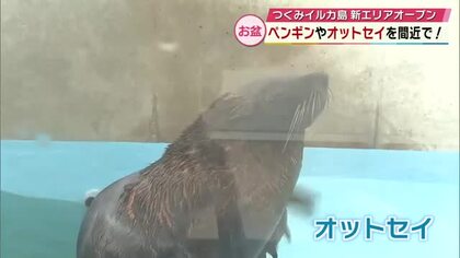 お盆の「つくみイルカ島」帰省客などで賑わう　8月から新エリアがオープンし初めてのオットセイも　大分