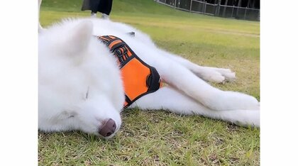 「走ってくれ」ドッグランで爆睡する秋田犬の“大物っぷり”がすごい…友達を待つときもマイペース？飼い主に状況を聞いた