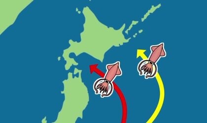 サンマだけじゃない！根室でスルメイカ漁が好調“1匹220円”「生きが良く甘い」去年は水揚げゼロだったのに イカというと函館のイメージだけどナゼ？ 太平洋を北上する群れに異変か＜北海道＞