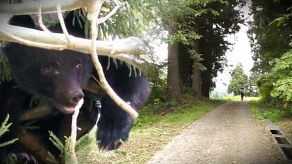 夜に畑へ出かけ…“クマ”とみられる野生動物に襲われた75歳男性が重傷　現場周辺では複数のクマ目撃情報「出没頻度増えている」【新潟発】