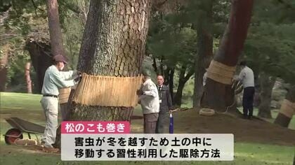 別府市の風物詩　害虫から松を守る「こも巻き」昔ながらの方法で冬を迎える準備　大分