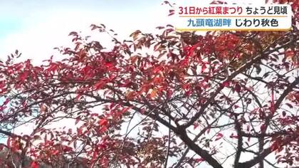 九頭竜湖畔でも木々の色付き進む　10月31日からの「紅葉まつり」には見頃に　人気の大鍋は名古屋コーチンのすき焼き　