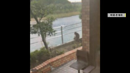 阿武隈川を眺める「ハナレザル」群れから離れ市街地へ　福島市でサルの目撃情報相次ぐ　専門家は刺激しないよう注意呼びかけ